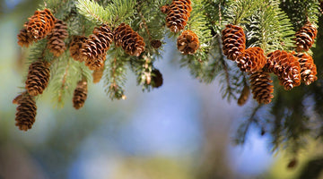 Pine tree branches with pinecones on the ends