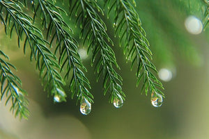 Pine tree branch with dew drops on the tip