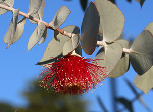 Eucalyptus branch with blooming red ecualyptus flower