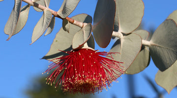 Eucalyptus branch with blooming red ecualyptus flower