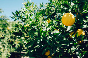 Lemons hanging on a lemon tree on a sunny day