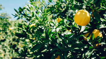 Lemons hanging on a lemon tree on a sunny day