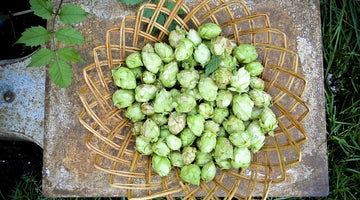 Wicker basket filled with hops with a rustic outdoor top view shot