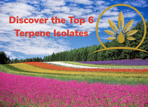 Top 6 Terpene Isolates! (5 minute read)