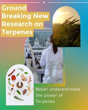 Ground-Breaking New Research on Terpenes (5 Minute Read)