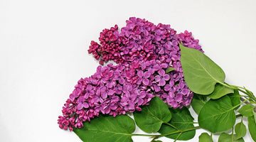 Blooming lilac branch on a white background