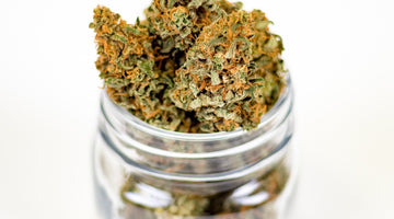 Glass jar filled with cannabis flower protruding out the top