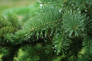 Pine tree branches with dew drops on the ends with more branches out of focus in the background