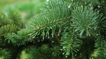 Pine tree branches with dew drops on the ends with more branches out of focus in the background