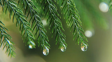Pine tree branch with dew drops on the tip